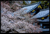 Hase Kannon Temple Kamakura