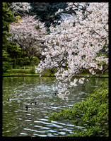 Sankeien Gardens Yokohama