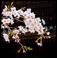 Sankeien Gardens Yokohama