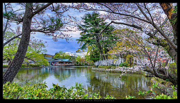 Tsurugaoka-Hachimangu Shrine